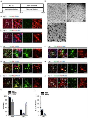 Regeneration of the cerebral cortex by direct chemical reprogramming of macrophages into neuronal cells in acute ischemic stroke